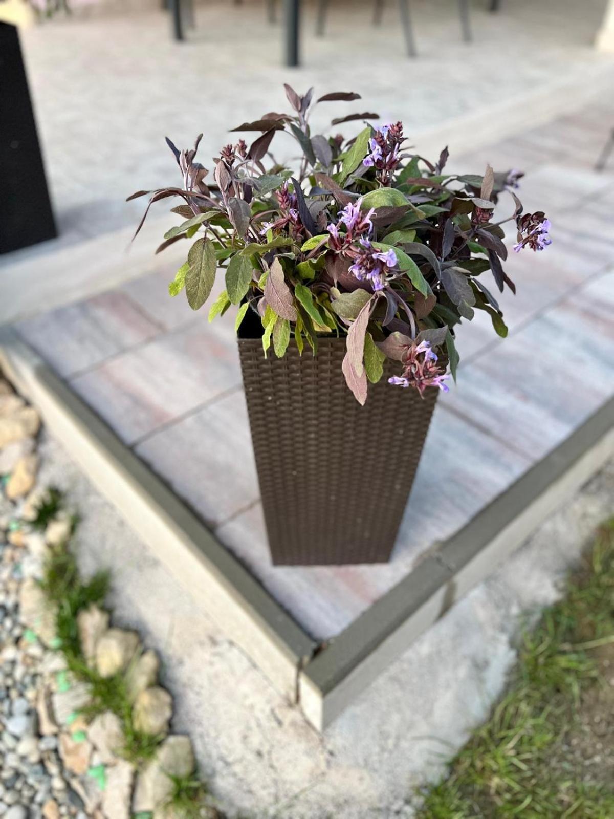 Villa El Istria Labin (Istria)